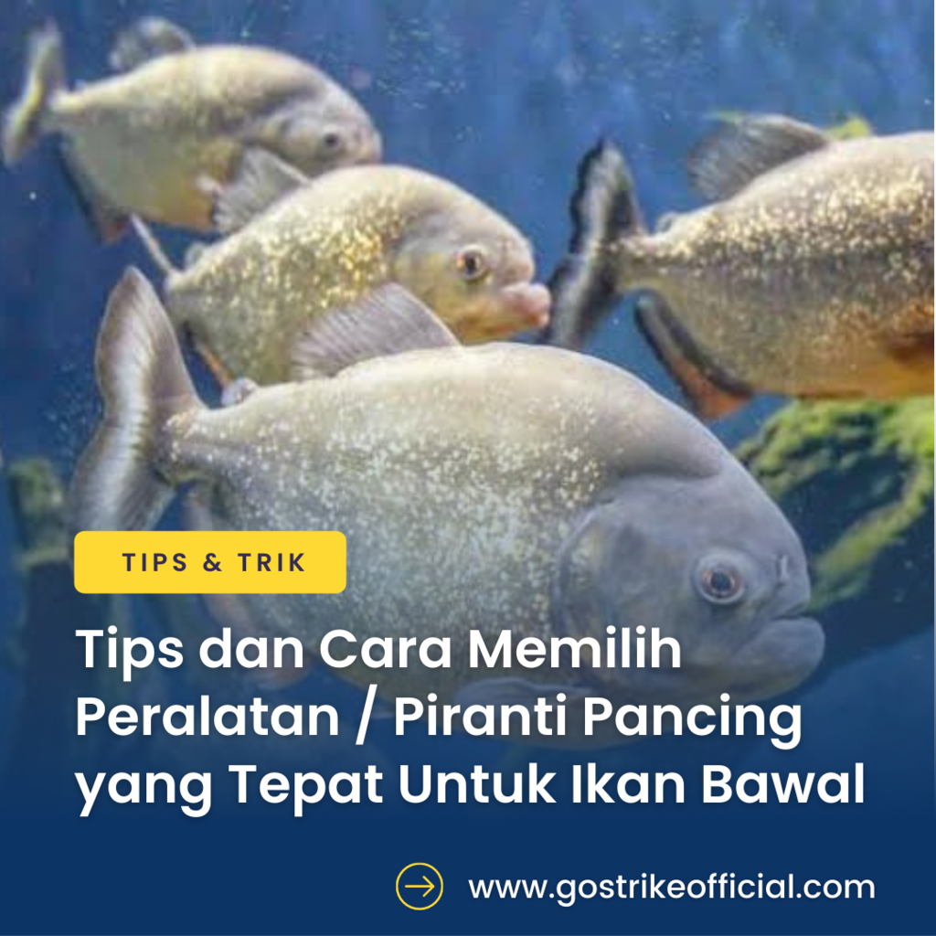 TIPS DAN CARA MEMILIH PERALATAN PANCING YANG TEPAT UNTUK IKAN BAWAL