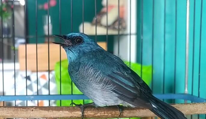 Harga Pasaran Burung Selendang Biru | KASKUS