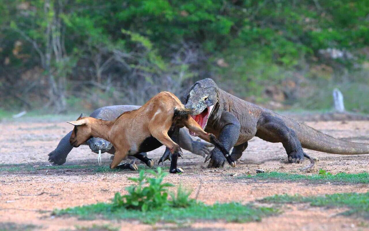 Ini Perbedaan Komodo dengan Biawak yang Ternyata Masih Satu Genus