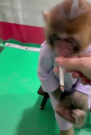 Niatnya Baik ? Video Viral Bayi Monyet 'MEROKOK' Ini Justru Tuai Kemarahan !
