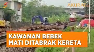 Rombongan Bebek Kena Hantam Kereta! Endingnya Memilukan