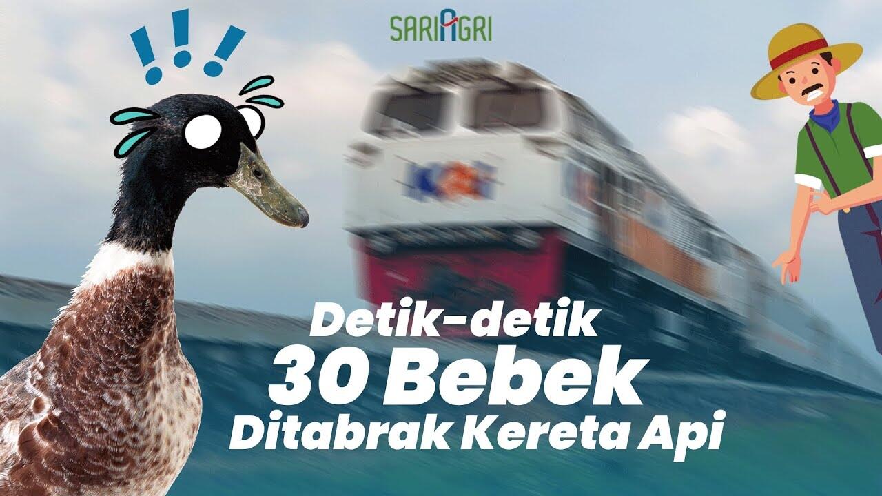 Rombongan Bebek Kena Hantam Kereta! Endingnya Memilukan