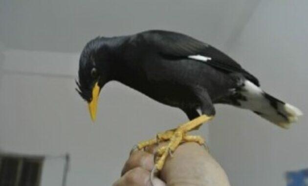 Cara Menjinakkan Burung