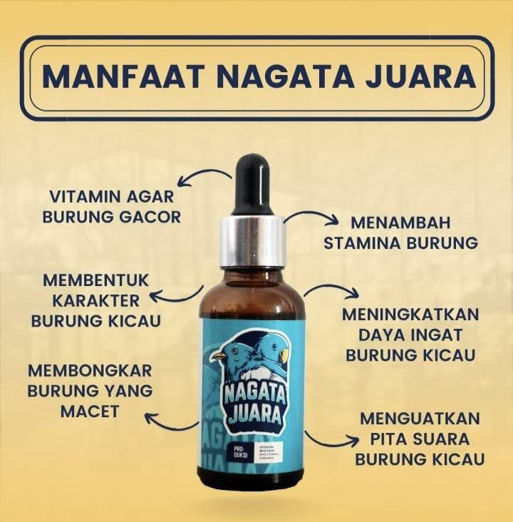 TIPS PERAWATAN HARIAN BURUNG PLECI
