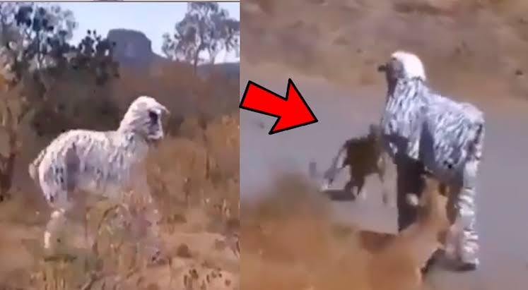 TERKUAK ! Fakta Video 'KOPLAK' 2 Orang Berkostum Zebra Di Kepung Singa Afrika !