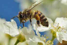 Bagaimana Jika Lebah Punah, Apa Yang Akan Terjadi?