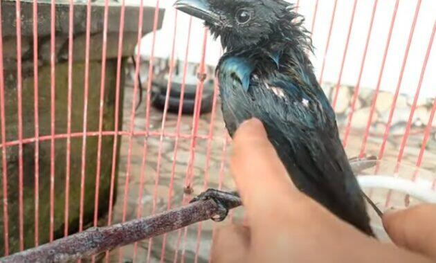 Cara Menjinakkan Burung Srigunting