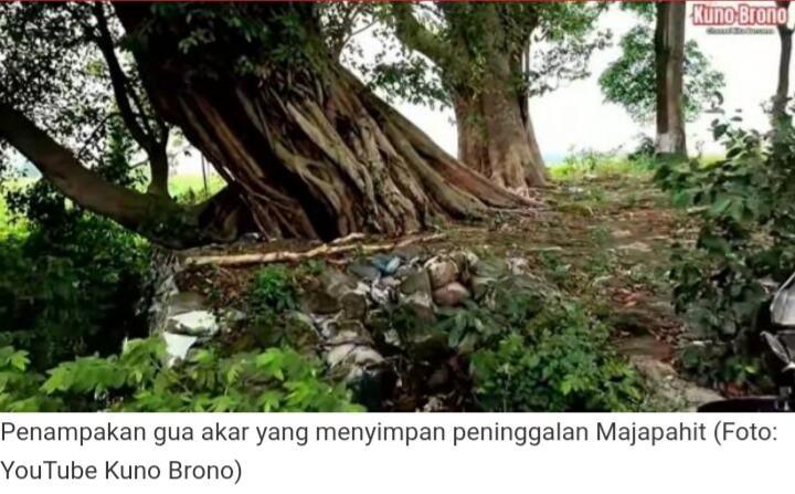 Viral! Bermunculan Harta Karun Majapahit di Dalam Gua Akar Pohon Raksasa