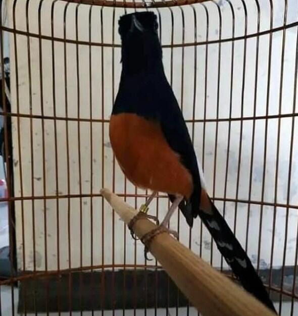Download Suara Kicau Burung Murai Batu Durasi Panjang Mp3