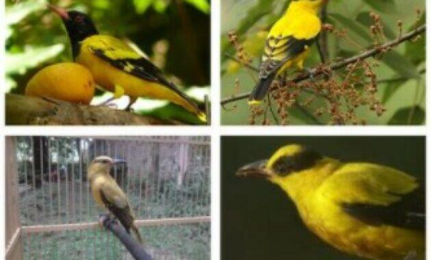 Ciri Kepodang Jantan dan Betina