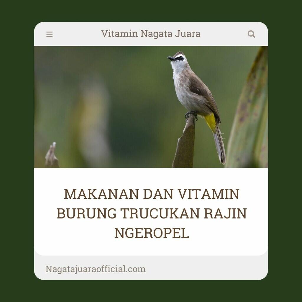 MAKANAN DAN VITAMIN BURUNG TRUCUKAN RAJIN NGEROPEL