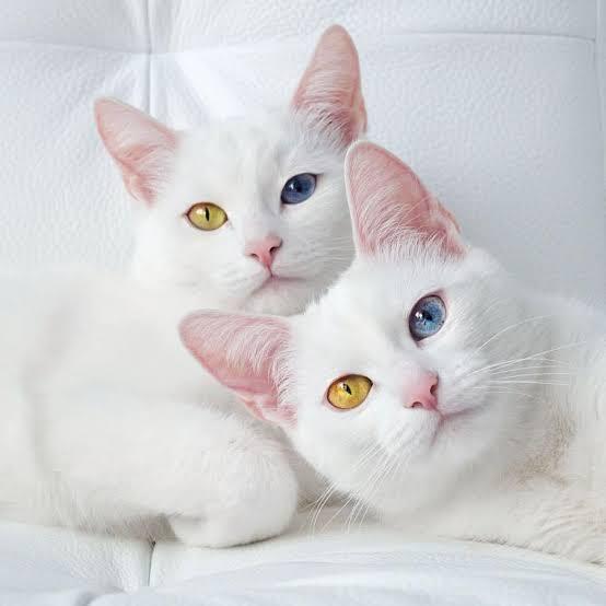5 Bahasa Kucing Yang Mempunyai Arti Tertentu, Apa Saja?
