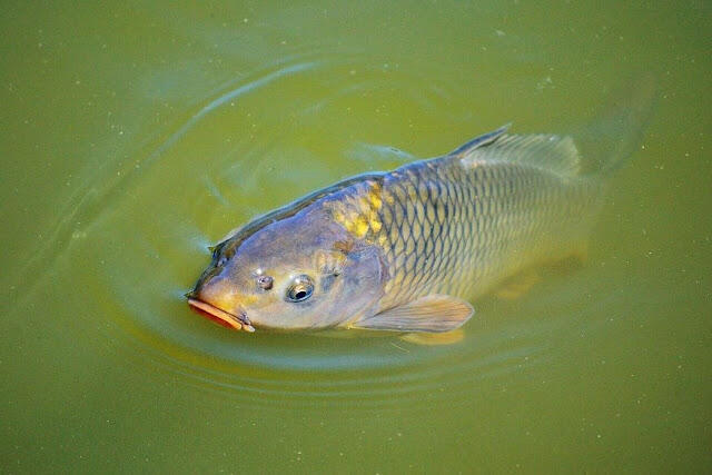 TIPS PENTING MEMANCING IKAN MAS