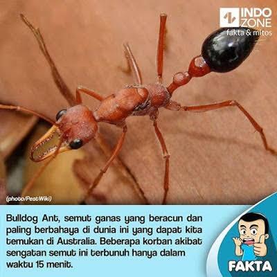 Jangan Dipegang! Semut Ini Berbahaya