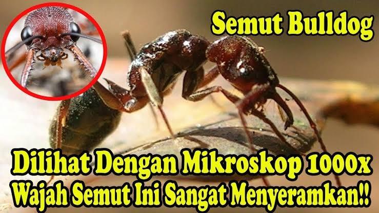 Jangan Dipegang! Semut Ini Berbahaya