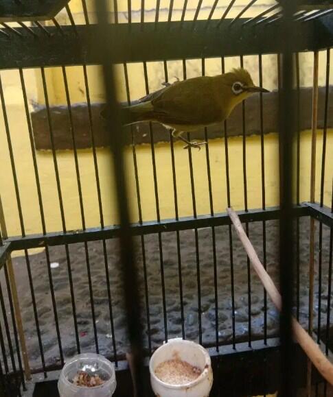 Kunci Sukses Merawat Burung Pleci Jawara