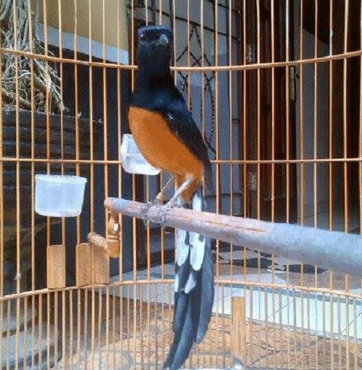 Jenis Jenis Burung Murai Di Indonesia