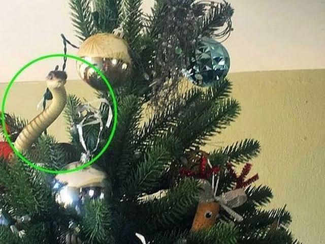 Keluarga ini Terkejut Saat Ular Berbisa &quot;Boomslang&quot; Muncul dari Pohon Natal-nya