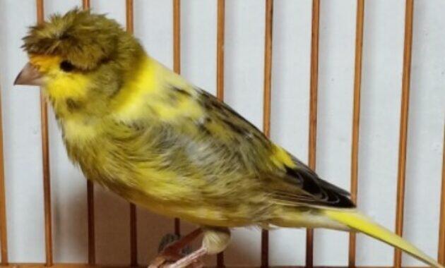 Burung Kenari Gloster