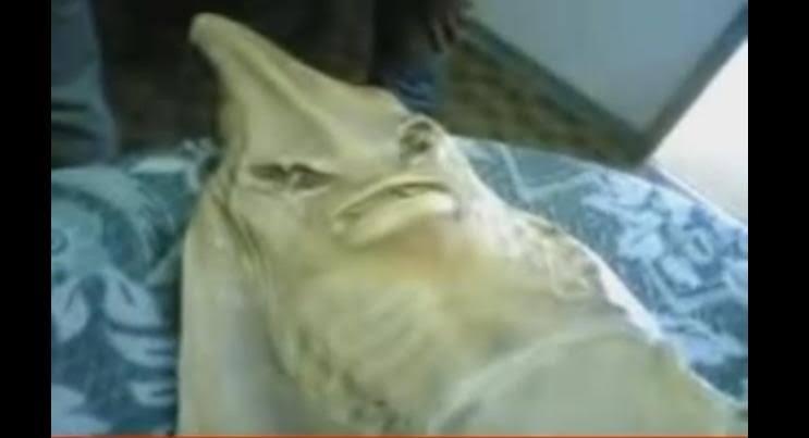 Hal Horror Bagi Bocil Milenial 