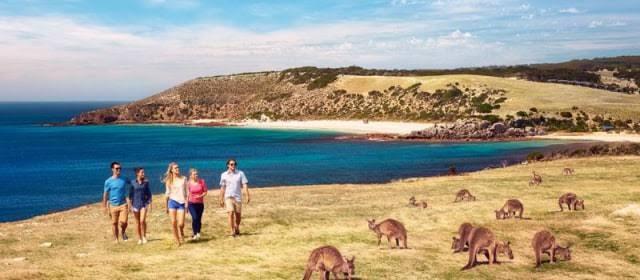 Wah Ternyata Ada Pantai Babi, Berikut 6 Objek Wisata Yang Dihuni Kawanan Hewan 