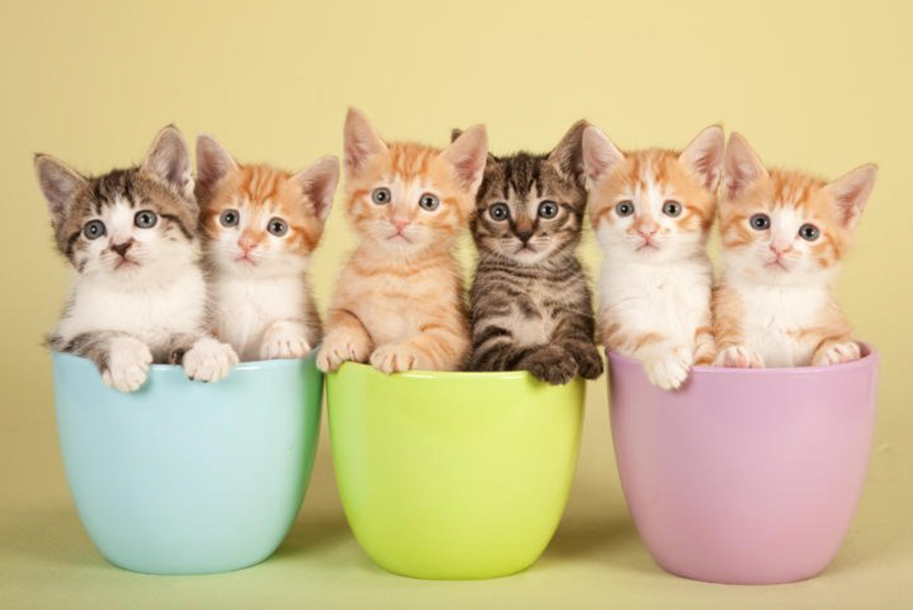 3 Tempat Ini Sering Menjadi Pembuangan Anakan Kucing, Gansist Sependapat?