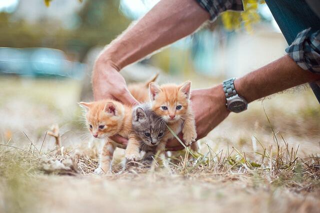 3 Tempat Ini Sering Menjadi Pembuangan Anakan Kucing, Gansist Sependapat?