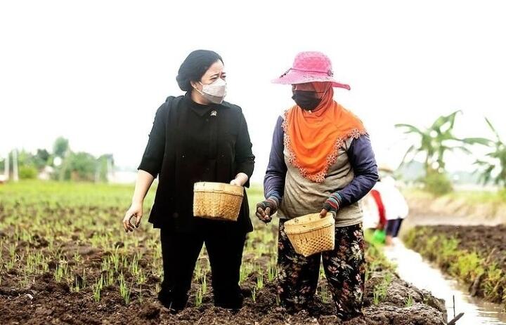 Ikut Tanam Bawang, Puan Maharani Dengarkan Keluhan Petani Nganjuk
