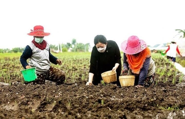 Ikut Tanam Bawang, Puan Maharani Dengarkan Keluhan Petani Nganjuk