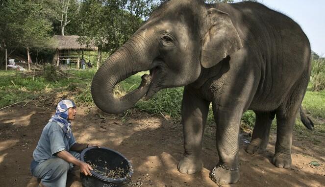 Black Ivory Coffee, Kopi Termahal di Dunia Yang Berasal Dari Kotoran Gajah