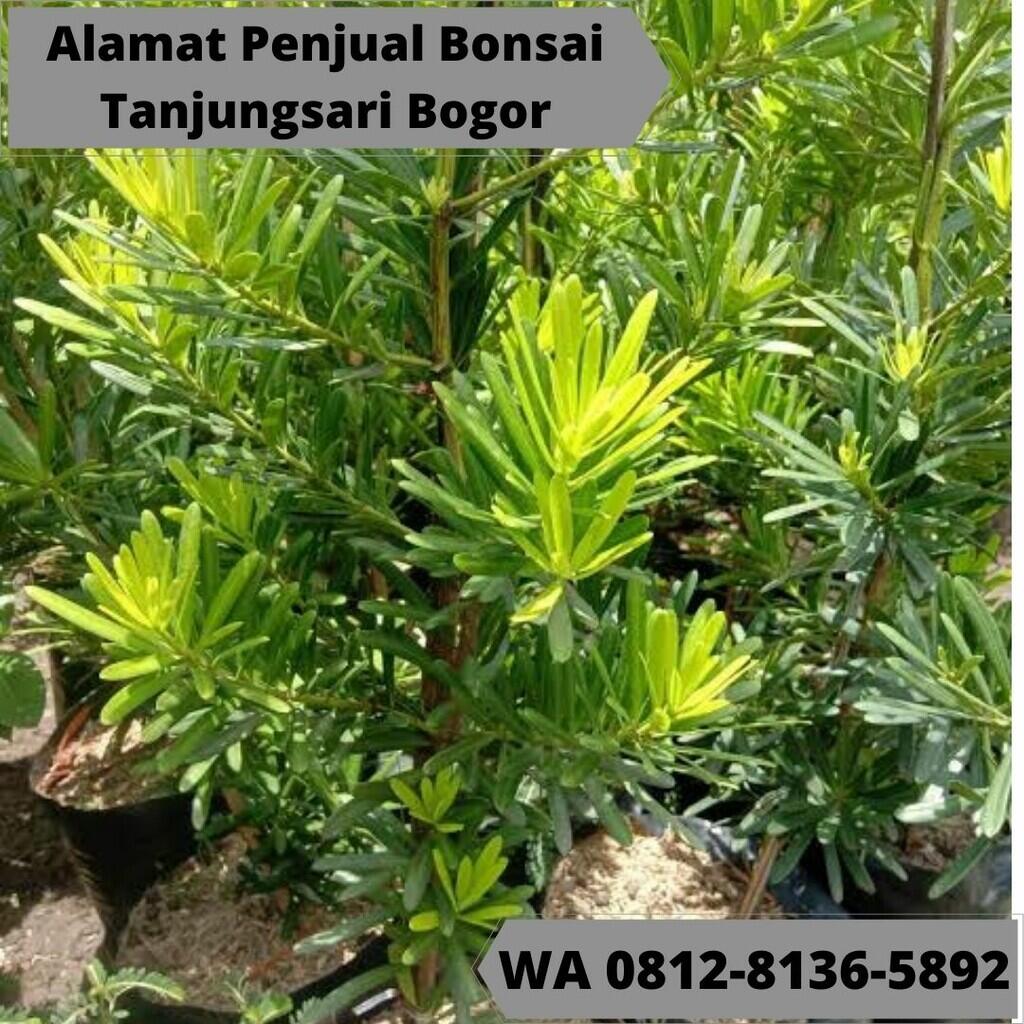 LANGSUNG DARI KEBUN WA 0812-8136-5892 Toko Bonsai Terdekat Tanjungsari Bogor