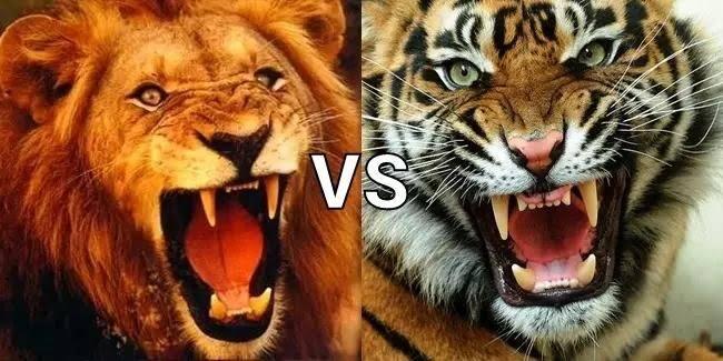 Siapa Raja Hutan Sesungguhnya? Singa Atau Harimau?