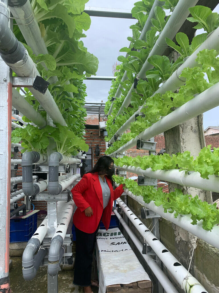 Mahasiswa KKN Untag Melakukan pengelolaan Sayur Hidroponik Untuk Pengembangan UMKM