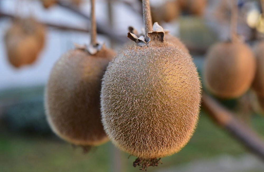 Viral! Makan Buah Kiwi dengan Kulitnya, Apa bisa? Cek Faktanya 