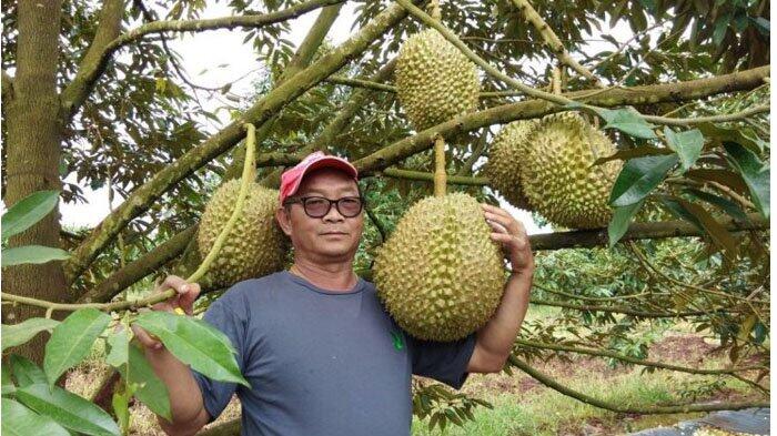 Kalian Mabuk Durian? Begini Cara Mengatasinya