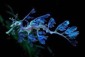 Sea Dragon
Naga Laut, Makhluk luar biasa aneh ini benar-benar ada