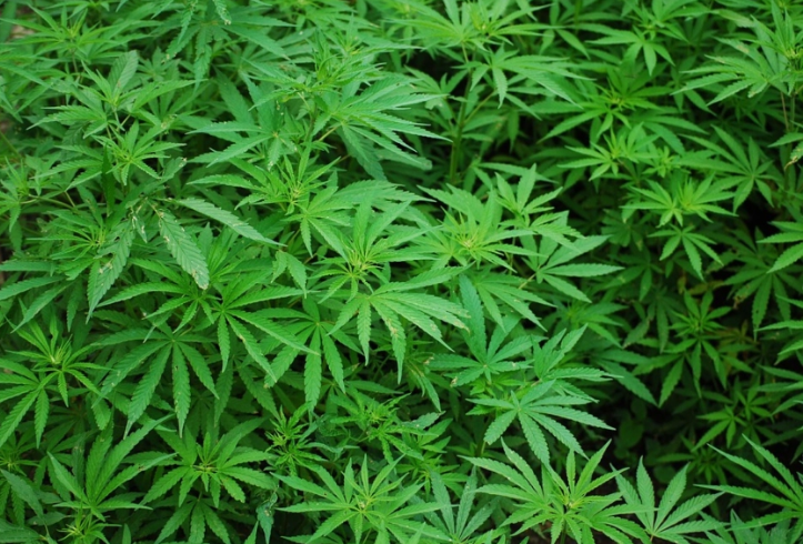 Senyawa Ganja Jadi Pelengkap Vaksin Mampu Cegah Virus COVID-19 Masuk ke Sel
