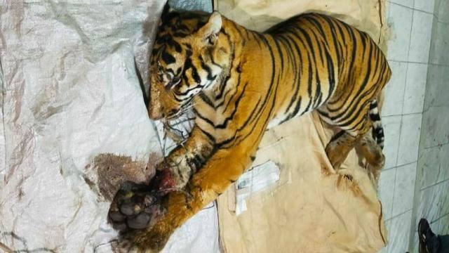 BUSTED | Pejabat Daerah ini Ditangkap Karena Membantai "Harimau" Kemudian Memasaknya