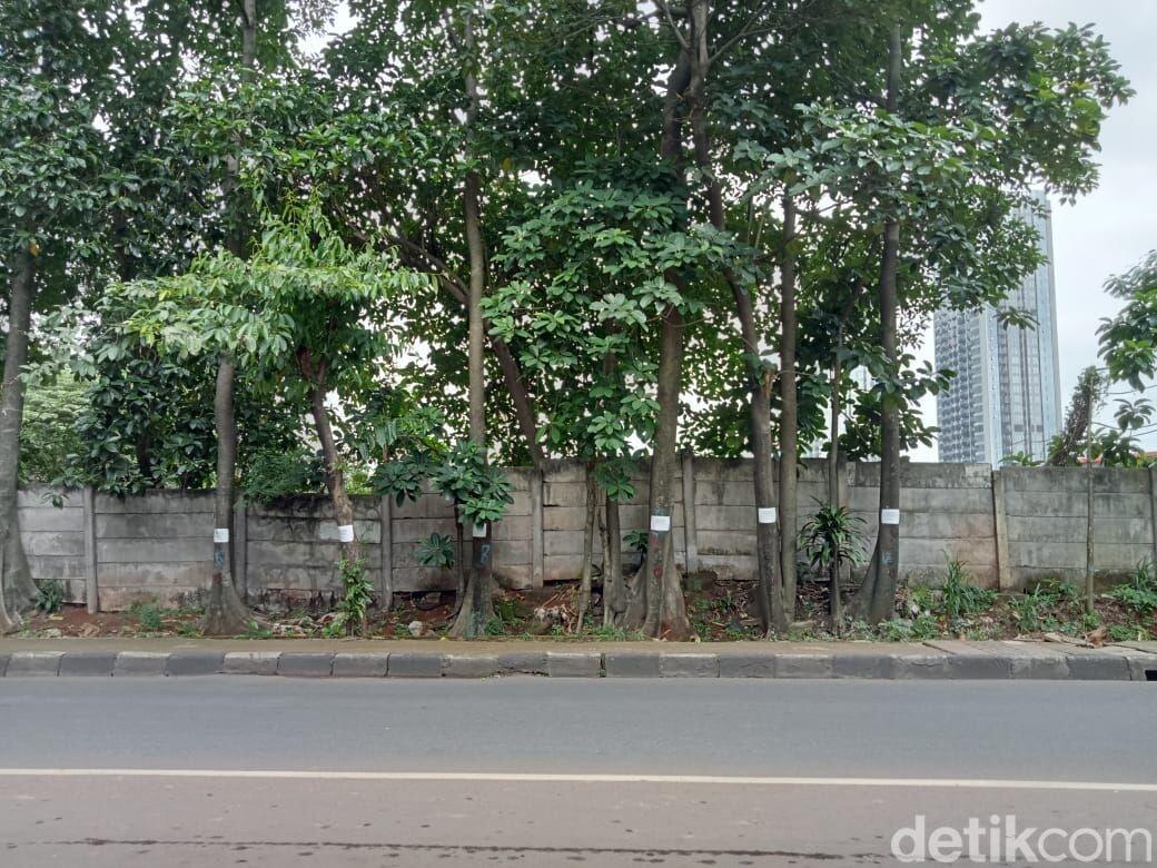 Pohon-pohon Jl Fatmawati Jaksel Ini Bakal Ditebang demi Pelebaran Jalan