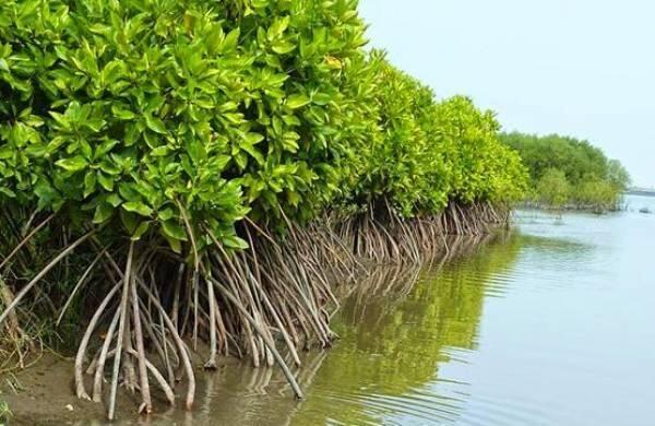 PENTINGNYA HUTAN MANGROVE BAGI LINGKUNGAN HIDUP