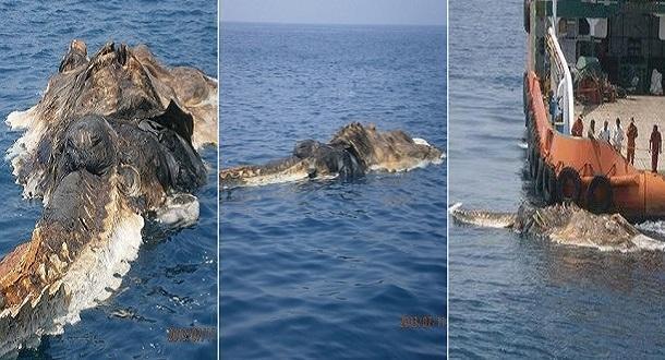 Mengungkap Keberadaan Monster Laut