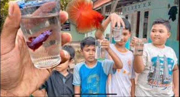 Ternyata, Inilah Makna dan Asal Mula Pemberian Nama Ikan CUPANG di Indonesia