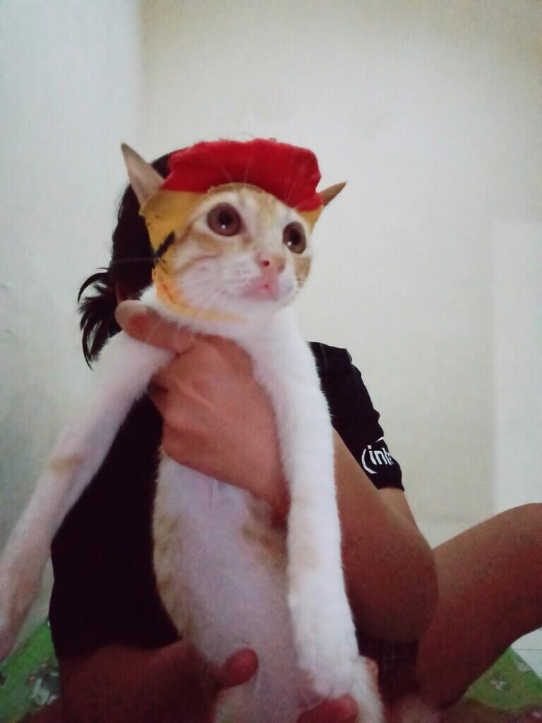Aku dan 8 kucing liar