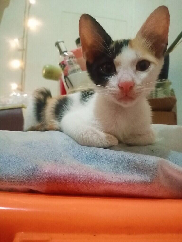 Aku dan 8 kucing liar