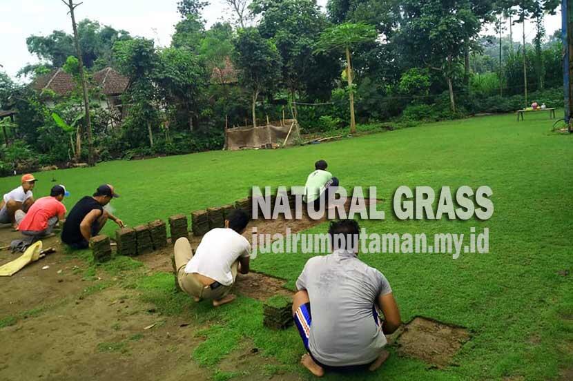 Jual Rumput Jepang terdekat