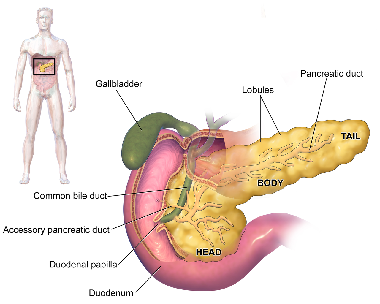 Bukan Cuma Ginjal, Ini Daftar Harga Organ Tubuh Manusia Yang Bisa Kamu Jual!