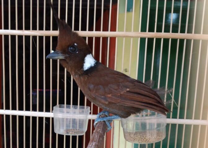 Makanan Kesukaan Burung Cililin