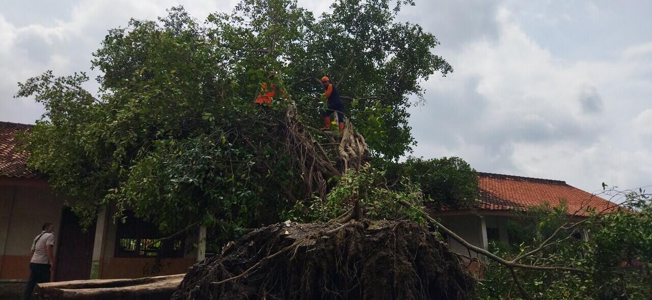 Pohon Tumbang Hancurkan Bangunan SD Grobogan