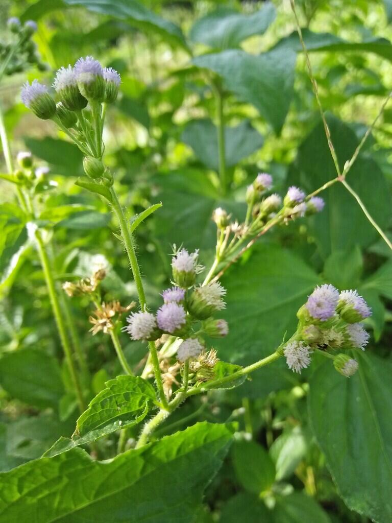 Unindentified Flowers
