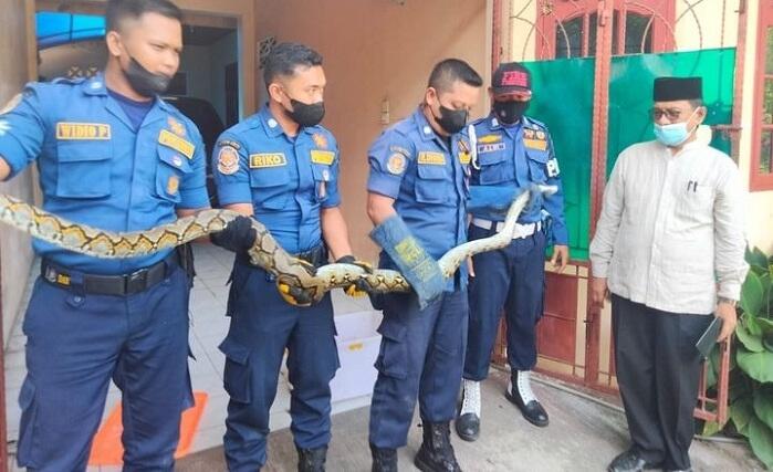 Damkar Evakuasi Ular Piton dalam Kap Mesin Mobil Warga Lapai